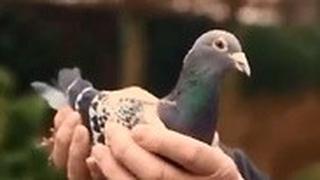 יונת מרוץ בלגית יונה ציפור מכירה פומבית