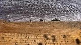 סיסים בכותל המערבי בירושלים