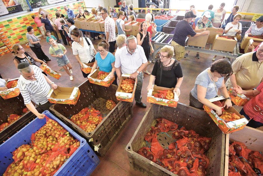Leket Israel volunteers collect food (Photo: Leket Israel archive) Leket Israel volunteers collect food