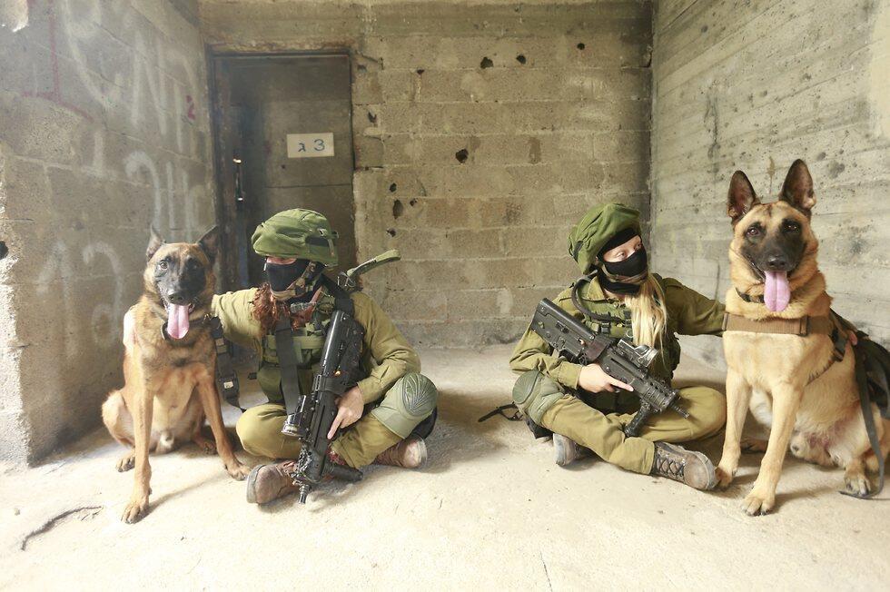 כלבים של יחידת עוקץ (צילום: גדי קבלו) כלבים של יחידת עוקץ