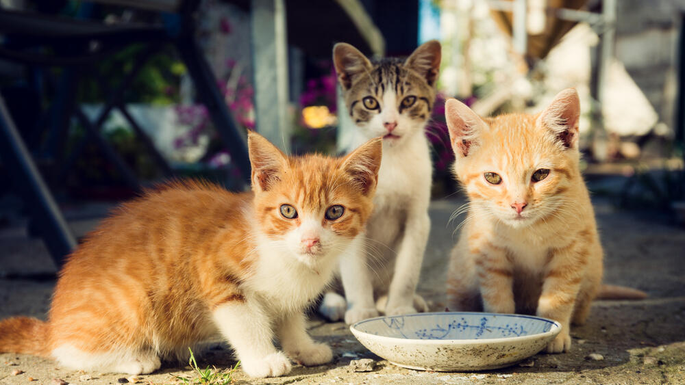 חתולים בשטח עירוני (צילום: shutterstock) חתולים בשטח עירוני