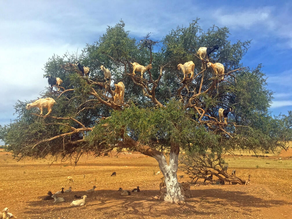עזים על עץ ארגן (צילום: גלעד כרמלי) עזים על עץ ארגן