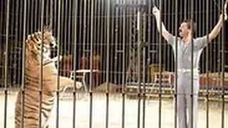 איטליה טיגריסים טרפו את ה מאלף ב קרקס