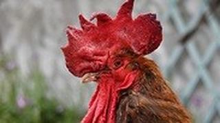 צרפת ה תרנגול מוריס
