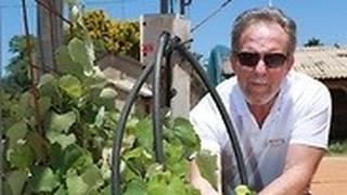 בועז וכטל והענבים