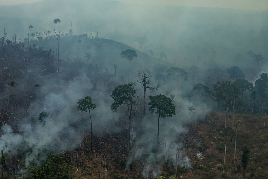 צילום: © Victor Moriyama / Greenpeace