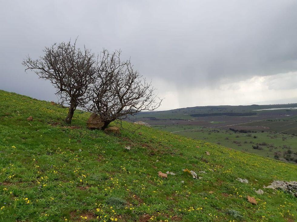 שמורת הר בנטל (צילום: עידו שקד, רשות הטבע והגנים) שמורת הר בנטל