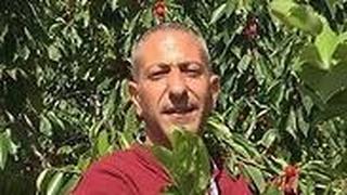 ראש החוליה סאמר ערביד חולית מחבלים מחבל רצחו רצח את רינה רנה שנרב