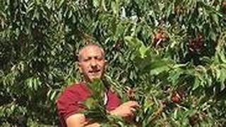 ראש החוליה סאמר ערביד חולית מחבלים מחבל רצחו רצח את רינה רנה שנרב