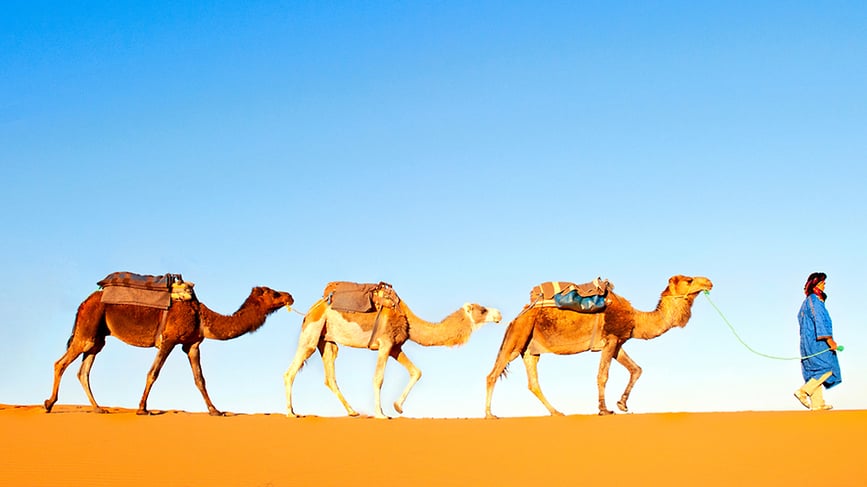 Camels offered for tourists visiting the desert in Morocco (Photo Shutterstock) מרוקו חוף ים