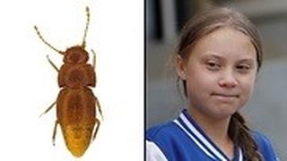 גרטה טונברג והחיפושית