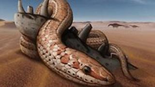 נחש נג'אש מאובנים גולגולת