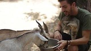 חיות בחוות קרן אור לחיות שעברו התעללות והזנחה