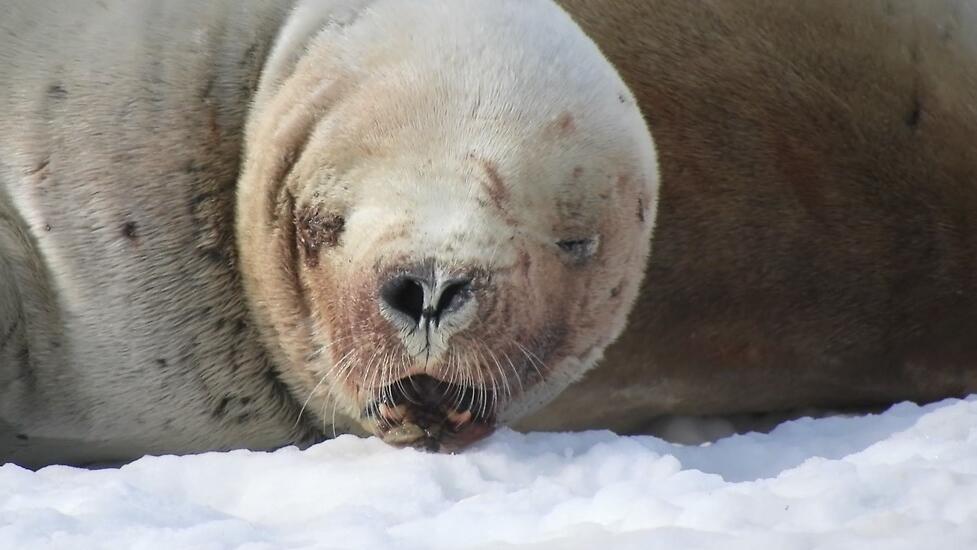 Seal 