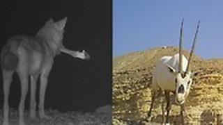 זאב עם שרידי הראם