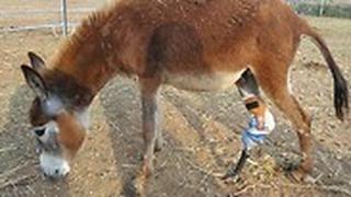פרוטזות לחיות