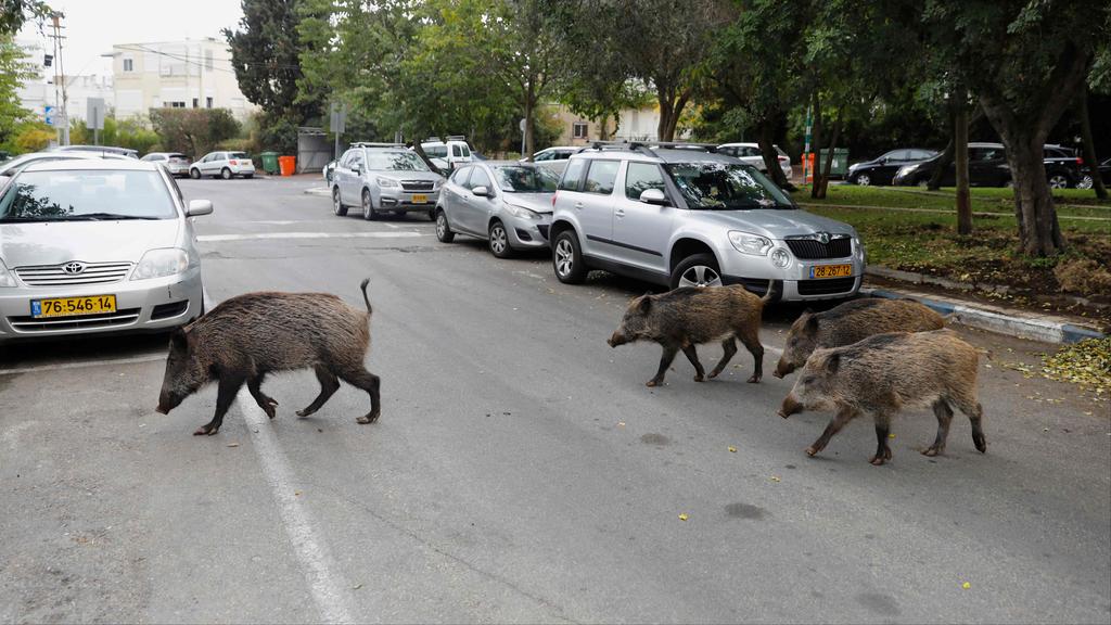 Boars in Haifa