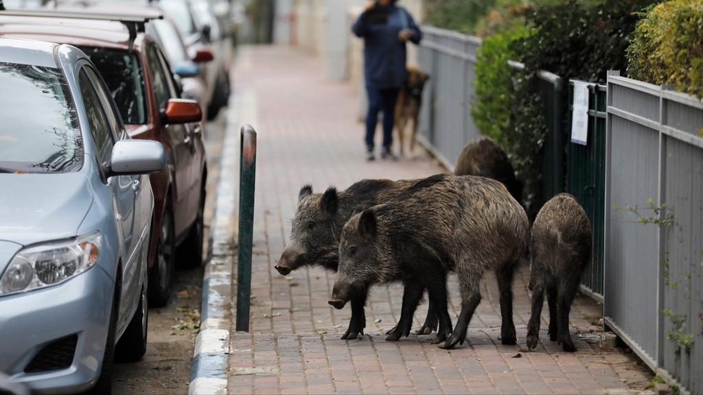 Boars in Haifa