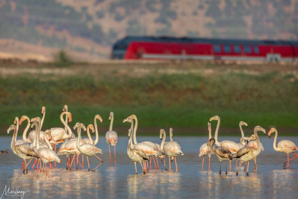 פלמינגו ורכבת העמק (מרלן נוי) פלמינגו ורכבת העמק