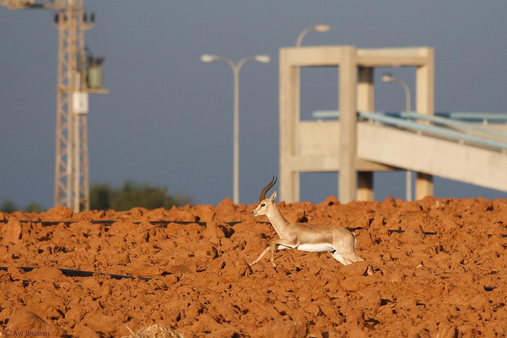צבי מדלג בין עמודים צינורות וגשרים (אבי בלומן) צבי מדלג בין עמודים צינורות וגשרים