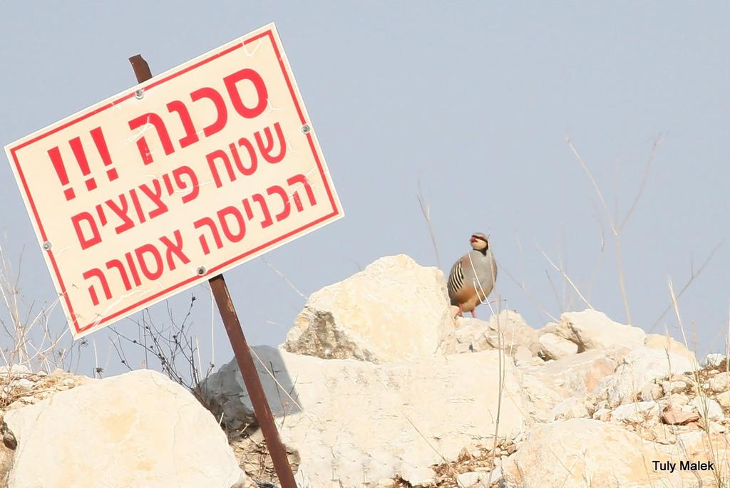 חוגלה במחצבה (טולי מלק) חוגלה במחצבה