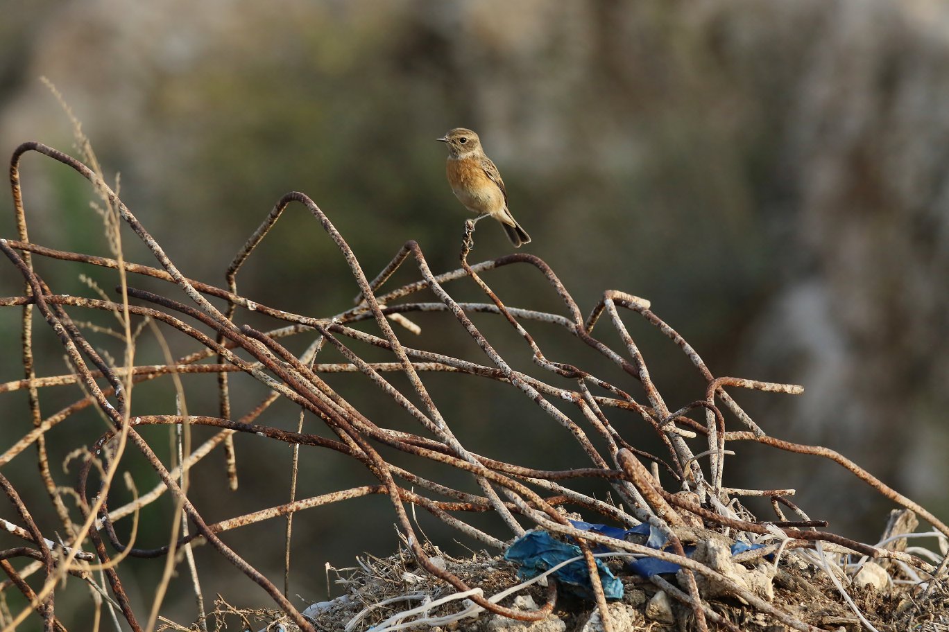דוחל שחור גרון על ערימת פסולת בניין (אבי צודקביץ׳) דוחל שחור גרון על ערימת פסולת בניין