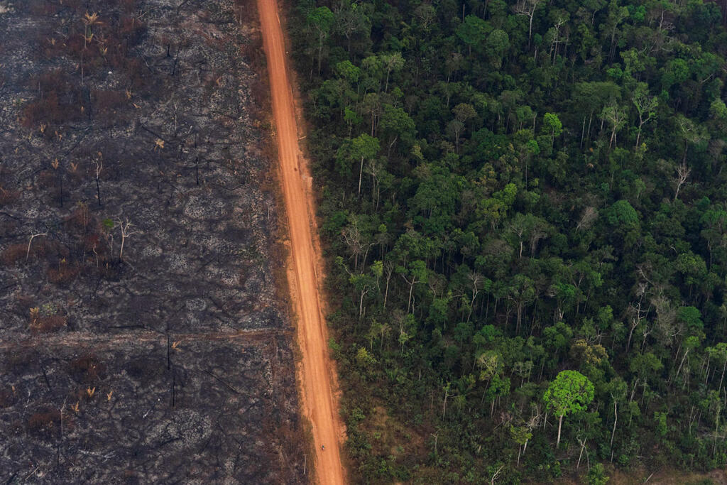 תמונות השנה AP יער שנשרף ליד שדה אמזונס ברזיל