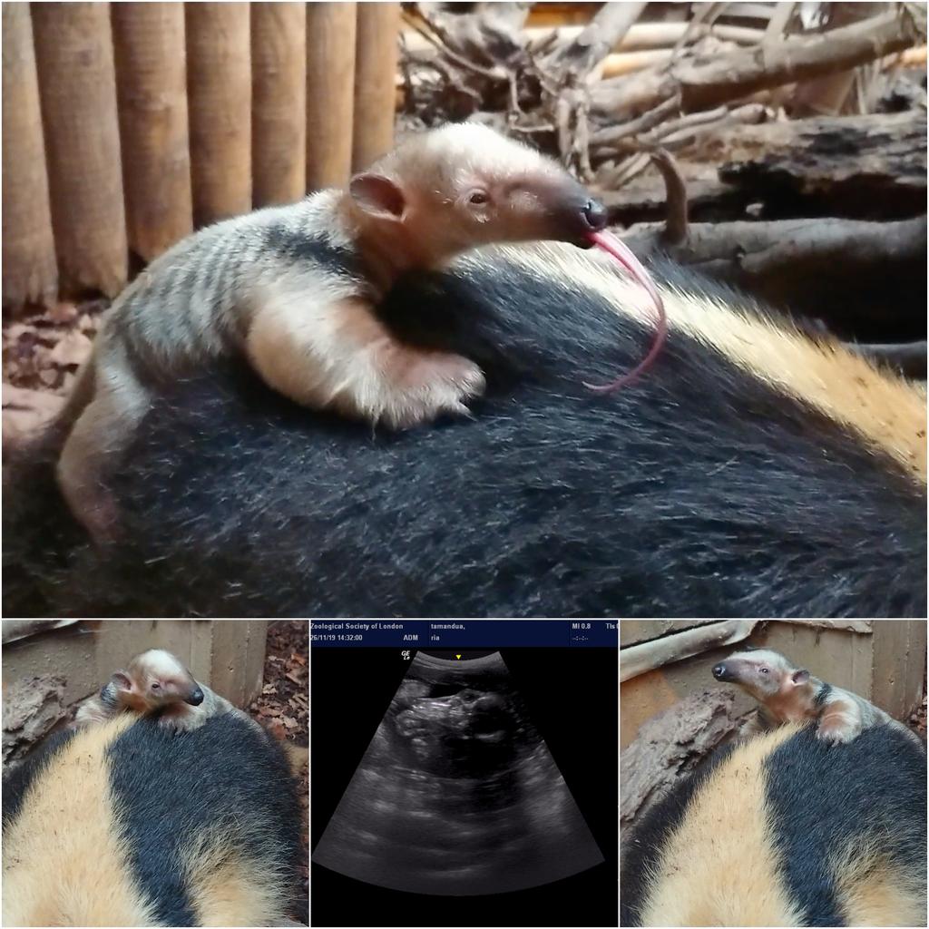 גור דב הנמלים (ZSL LONDON ZOO) גור דב הנמלים
