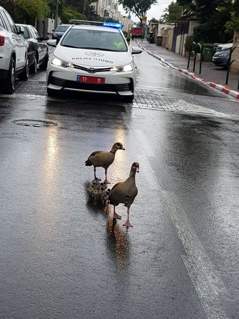 יאוריות מצריות ברמת גן (נורית גינתי) נורית גינתי