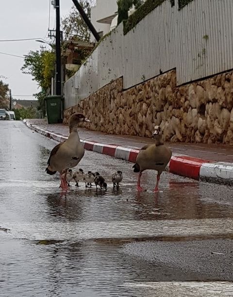 יאוריות מצריות ברמת גן (נורית גינתי) נורית גינתי