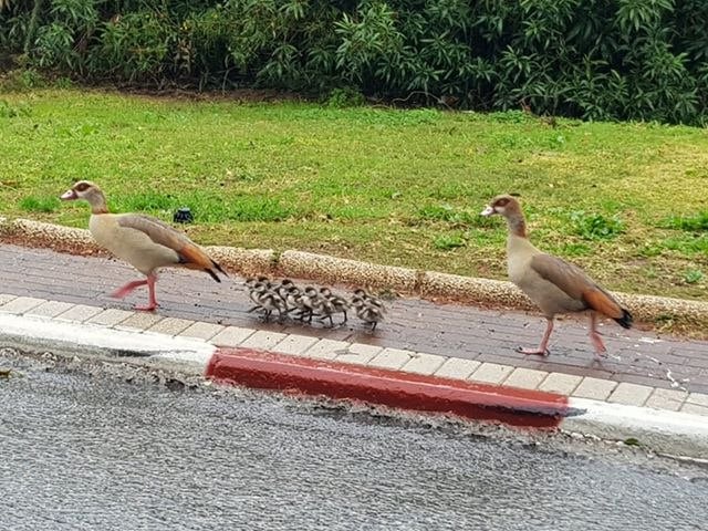 יאוריות מצריות ברמת גן (נורית גינתי) נורית גינתי
