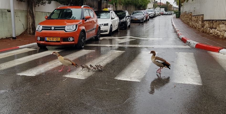 יאוריות מצריות ברמת גן (נורית גינתי) נורית גינתי