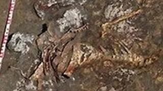 נשים לוחמות אמזונות דביטסה רוסיה סקיתים