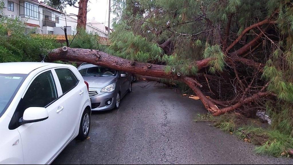 Tree falls on a car in Ramat Gan (Photo: Ramat Gan Municipality) עץ שקרס על רכב ברמת גן