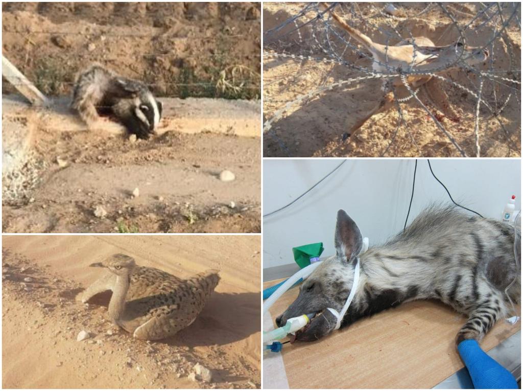 צבי ישראלי, גירית מצויה, צבועה מפוספסת, חוברה מדברית שחולצו ב-2019 (צבא הגנה לטבע, דניאלה הראל) צבי ישראלי, גירית מצויה, צבועה מפוספסת, חוברה מדברית