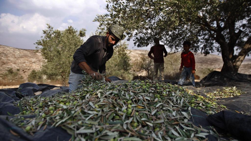 A Palestinian farmer in the West Bank 