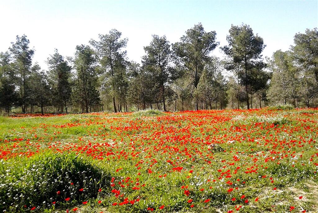 מרבד כלניות ביער דבירה (צילום: חגית לוי, ארכיון הצילומים של קק"ל) מרבד כלניות ביער דבירה
