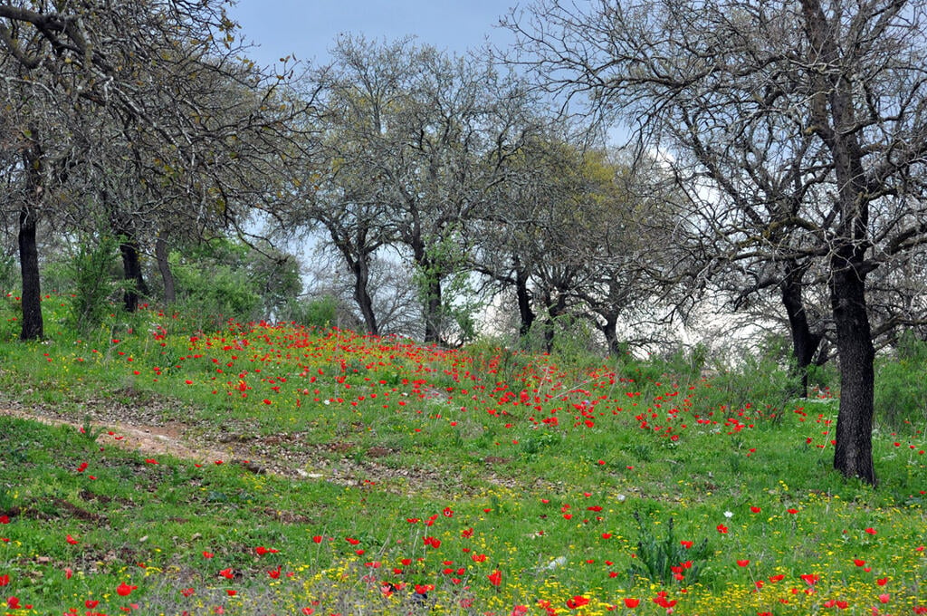 כלניות בשמורת אלוני אבא (צילום: מחמוד נסאר, רשות הטבע והגנים) כלניות בשמורת אלוני אבא