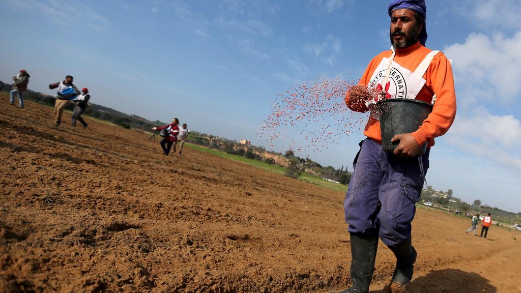A Palestinian farmer, helped by the International Committee of the Red Cross (ICRC), throws wheat seeds as he plants a field near the Israel (Photo: Reuters) Palestinian farmers along the Israel-Gaza border