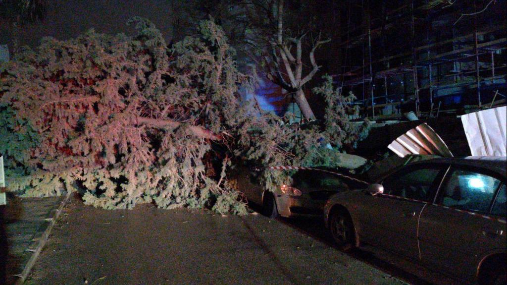 Strong winds knock down a tree in Herzliya (Photo: Fire and Rescue Services) עץ קרס על רכב בהרצליה