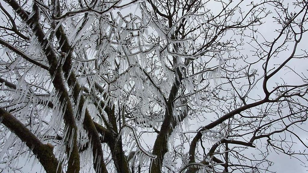 Icicles on a tree in northern Golan Heights 