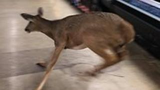 איילה נכנסה ל סופר ב אינדיאנה ארה"ב 