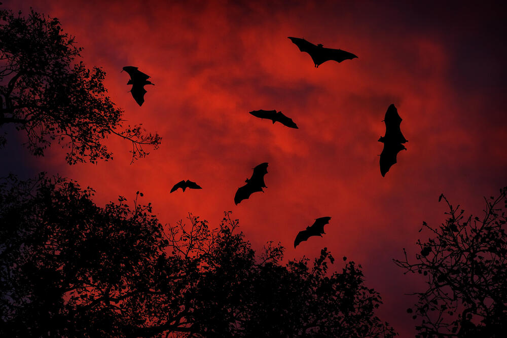 Bats (Photo: Shutterstock) עטלפים