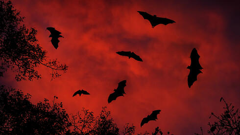 Bat-killing fungus confirmed to spread across US