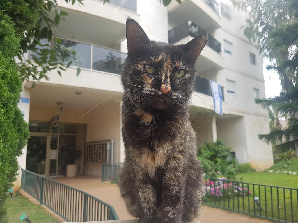 דינה החתולה דינה החתולה