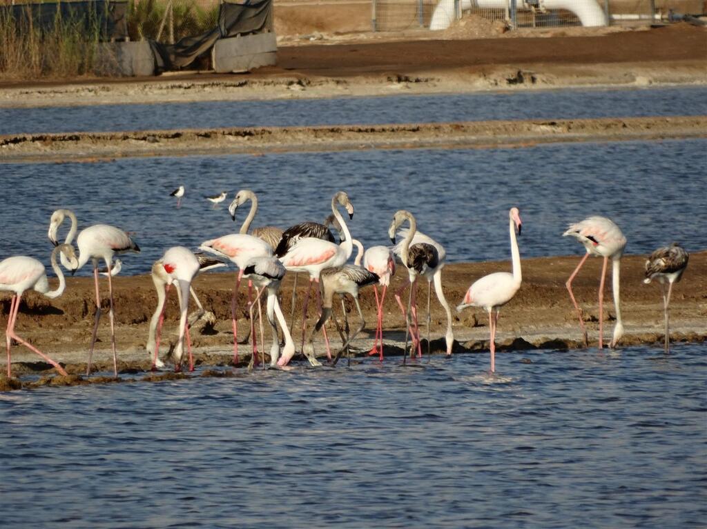 חשש לפגיעה בעופות. פלמינגו בבריכות צפונית לאילת (צילום: דב גרינבלט, החברה להגנת הטבע) פלמינגו בבריכות צפונית לאילת