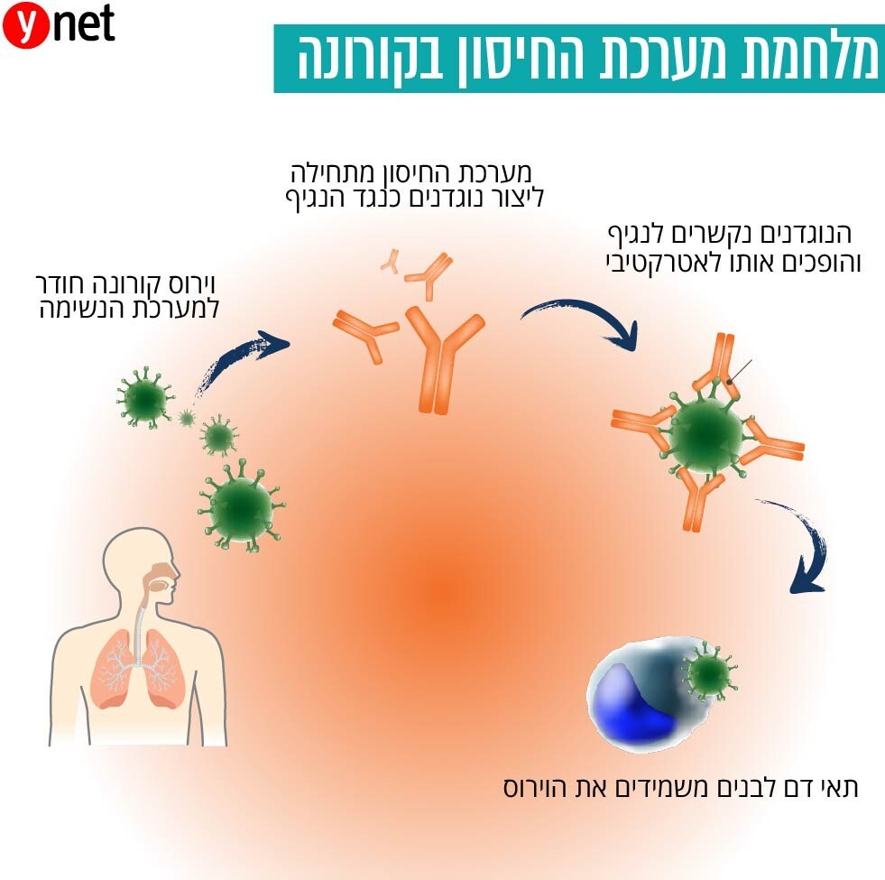 ynet מלחמת מערכת החיסון בקורונה