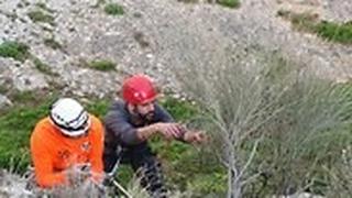 גוזמים כמה ענפים מהשקד הערבי