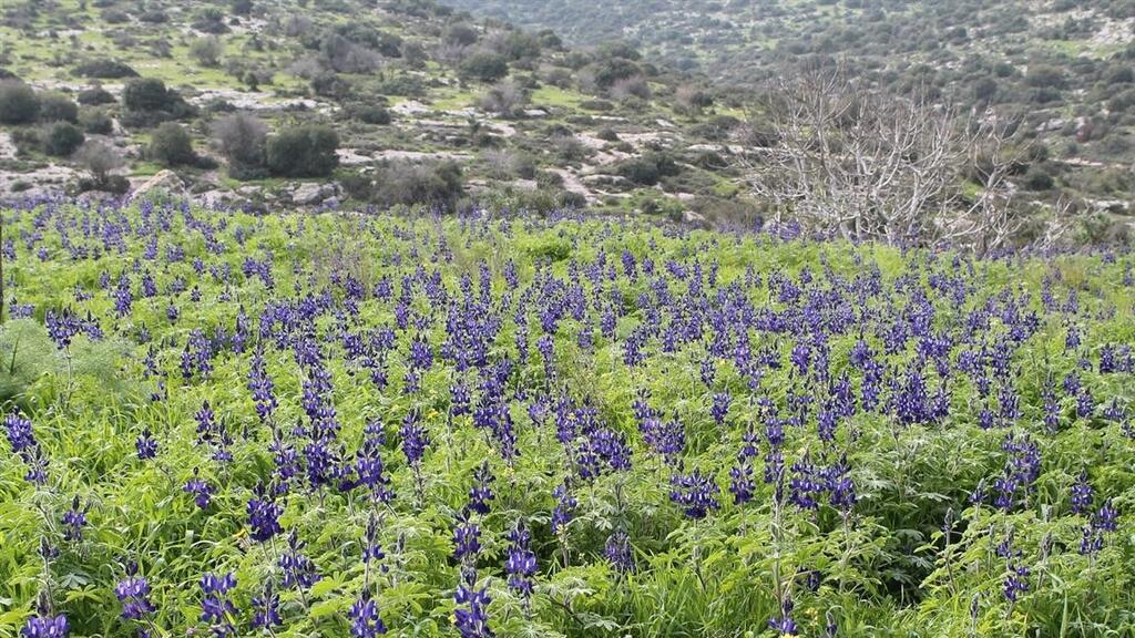 התורמוסים בתל שוכה (צילום: הרצל חובב) התורמוסים בתל שוכה
