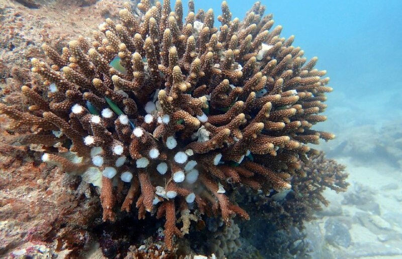 A coral reef in Eilat damaged by pollution (Photo: Environmental Protection Ministry) אלמוגים שנפגעו במפרץ אילת